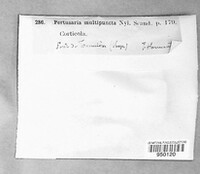 Lepra multipuncta image